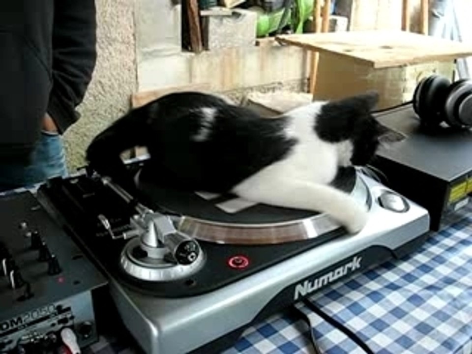 Scratch the cat !