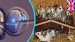 Scientists birth 30 baby mice from embryos made in non-egg cells