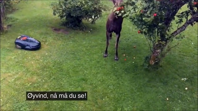 Cet Elan défonce une tondeuse automatique d'un coup de sabot en mangeant des pommes