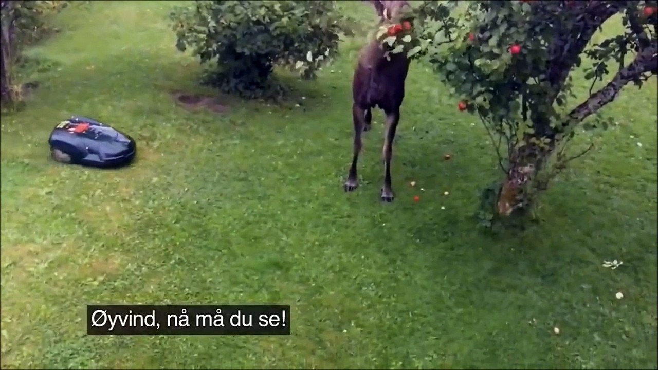 Cet Elan défonce une tondeuse automatique d'un coup de sabot en mangeant des pommes