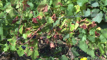 Vendanges: le chablis sévèrement touché par la grêle et le gel