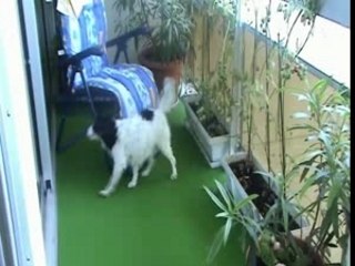 Dipsy s'essuie à sa manière après un bon bain!