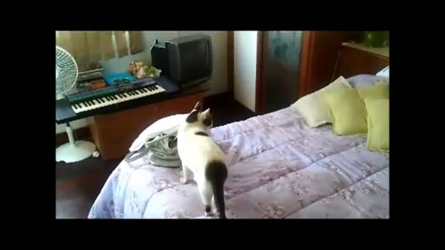 FUNNIEST CATS EVER