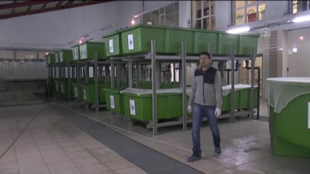 Endemik 'Abant Alası' Markalandı