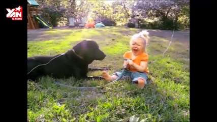 FUNNY DOGS & BABIES COLLECTION