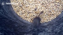 Mouse struggles to climb out of a bucket of grain