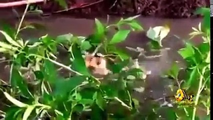 *incredible amazing* fishing using duckling