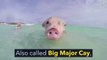 Swimming Pigs Rule This Tropical Island-SRsAhZLCPuU