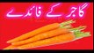 Gajar Ke Faide In Urdu Carrot Benefits In Urdu Gajar Beauty Tips 2017