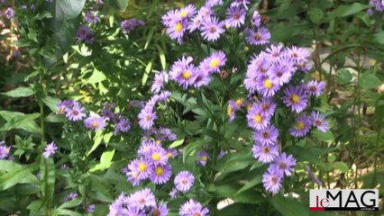 Le Jardin d'Anne-Marie à Lay-st-Christophe (54)