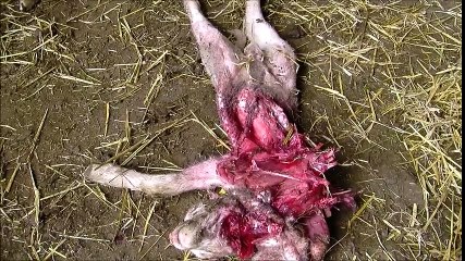 Attaque du loup dans la bergerie dans le dévoluy