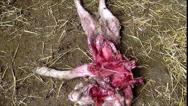 Attaque du loup dans la bergerie dans le dévoluy