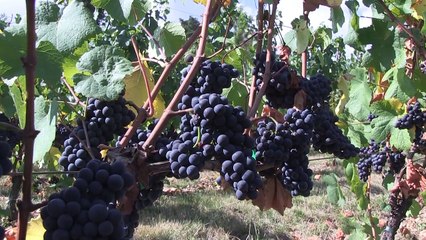 RHONE ALPES Actu - 23 SEPTEMBRE 2016