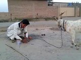 Funny Goat Very Funny Video Clips Funny Pranks Pakistani Funny Videos