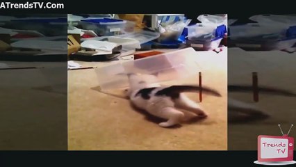 Best Funny Fail Compilation ★ Funny Fails ★ Best Fails Funny Pranks ★ Funny Video