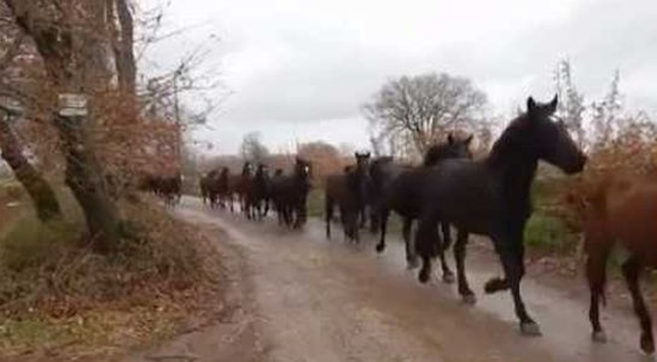 Un impressionnant troupeau de chevaux qui se déplace au galop !