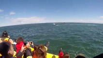 Une énorme baleine passe sous le bateau de touristes