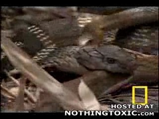 serpent "miams" serpent