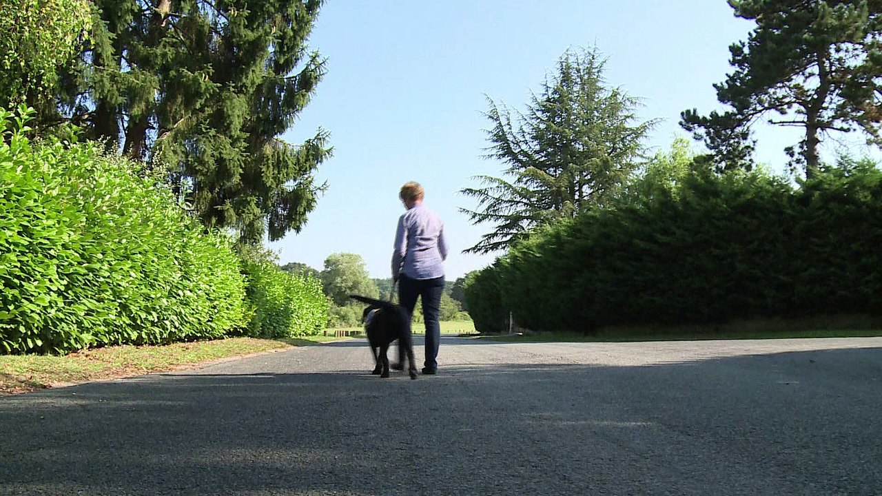 Chien d’aveugle: comment devient-on les yeux de son maître ?