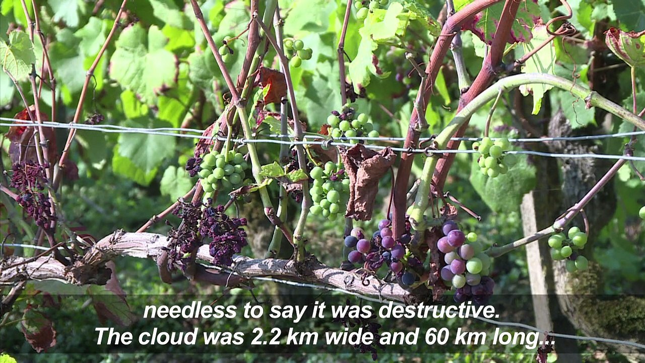 Slim pickings in Chablis as French wine harvest begins