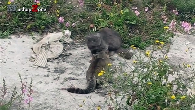 Funny Cats Arguing Cats Talking To Each Other Compilation By Malik Academy