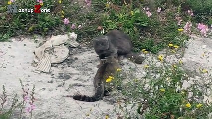 Funny Cats Arguing Cats Talking To Each Other Compilation By Malik Academy
