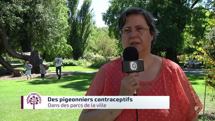 Budget participatif - Pigeonniers contraceptifs