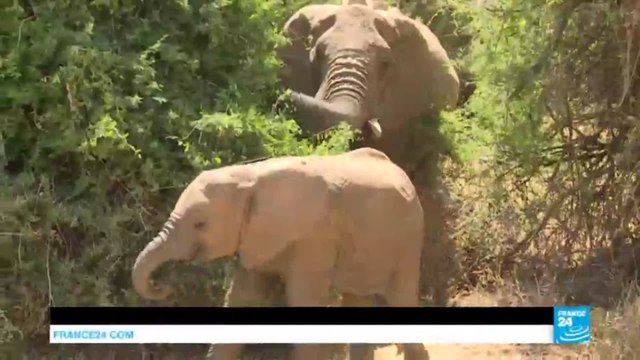 Africa: continent divided over legalization of ivory trade at international wildlife summit