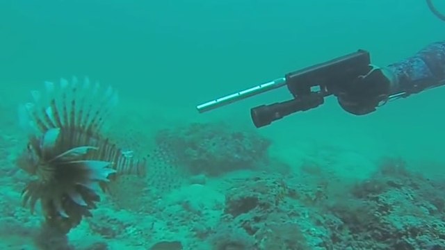 Cet homme pêche le poisson-lion avec un Glock