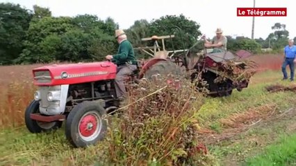 Pleumeur-Bodou (22). La Fête du blé noir