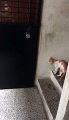 Knocking at your backdoor