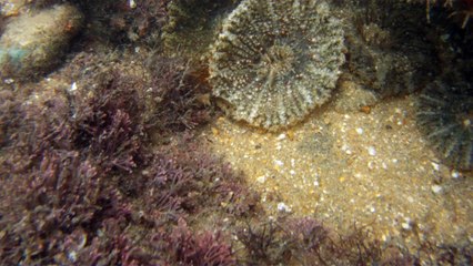 Natureza Selvagem, Marinha, Mergulhando, Ubatuba, SP, Brasil, Natureza Marinha, Fantástica, Apneia, 10 m, Setembro, primavera, 2016,(6)