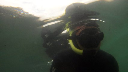 Natureza Selvagem, Marinha, Mergulhando, Ubatuba, SP, Brasil, Natureza Marinha, Fantástica, Apneia, 10 m, Setembro, primavera, 2016,(7)