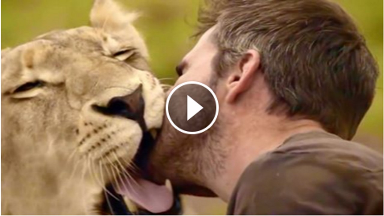 Lion vs Man