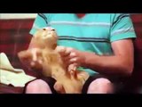 TOP Funny Cat and Dog Dancing and Singing in the World - Mkls