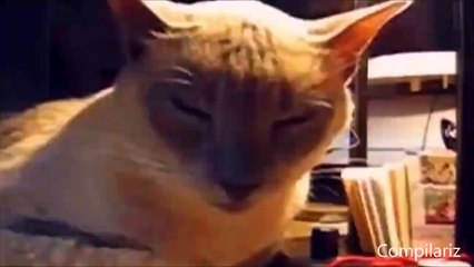 1 HOUR of Funny Cat & Cute Kittens Fail Videos - Funny Kitty Cat Video April 2015