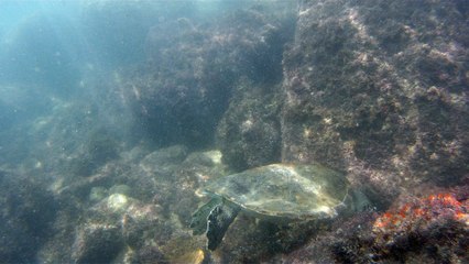 Natureza Selvagem, Marinha, Mergulhando, Ubatuba, SP, Brasil, Natureza Marinha, Fantástica, Apneia, 10 m, Setembro, primavera, 2016,(19)