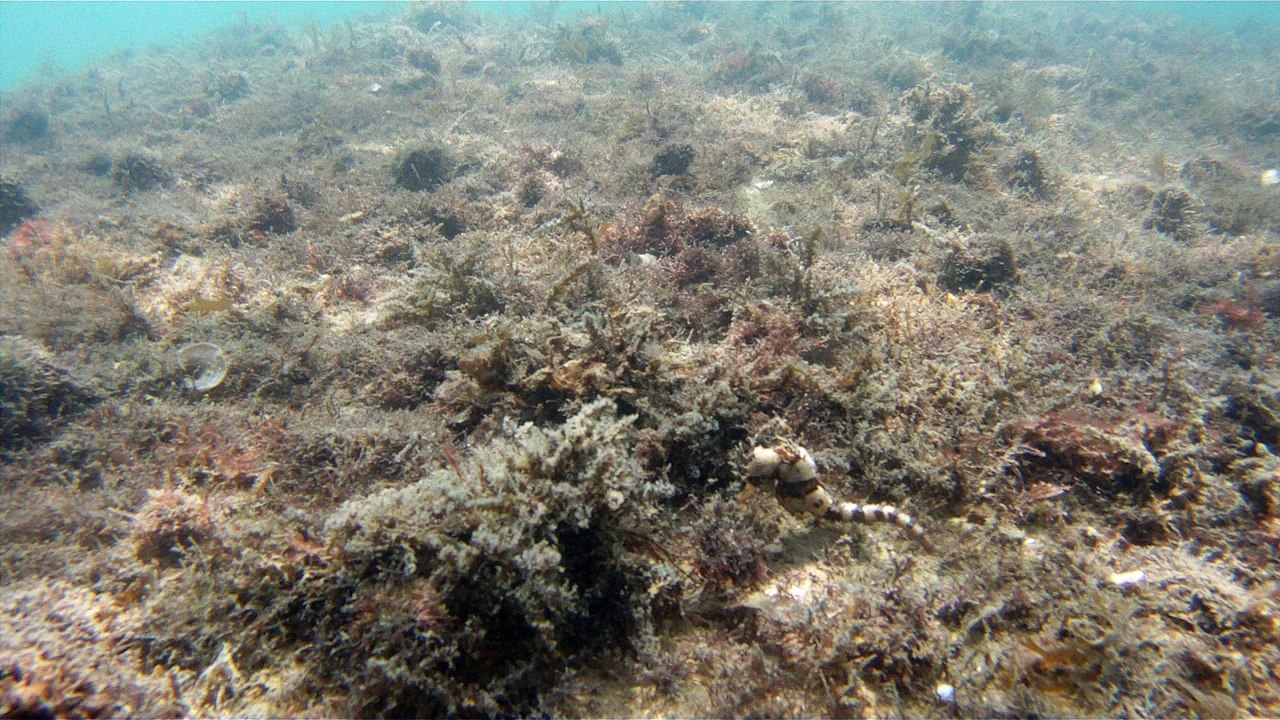 Natureza Selvagem, Marinha, Mergulhando, Ubatuba, SP, Brasil, Natureza Marinha, Fantástica, Apneia, 10 m, Setembro, primavera, 2016,(24)