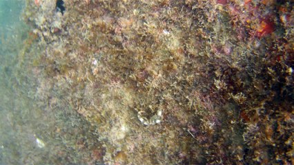 Natureza Selvagem, Marinha, Mergulhando, Ubatuba, SP, Brasil, Natureza Marinha, Fantástica, Apneia, 10 m, Setembro, primavera, 2016,(25)