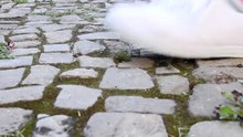 Como tornar as suas sapatilhas de pano impermeáveis
