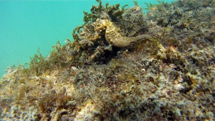 Natureza Selvagem, Marinha, Mergulhando, Ubatuba, SP, Brasil, Natureza Marinha, Fantástica, Apneia, 10 m, Setembro, primavera, 2016,(29)