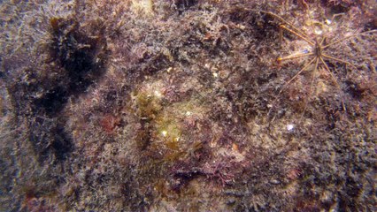 Natureza Selvagem, Marinha, Mergulhando, Ubatuba, SP, Brasil, Natureza Marinha, Fantástica, Apneia, 10 m, Setembro, primavera, 2016,(31)
