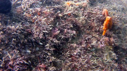 Natureza Selvagem, Marinha, Mergulhando, Ubatuba, SP, Brasil, Natureza Marinha, Fantástica, Apneia, 10 m, Setembro, primavera, 2016,(36)
