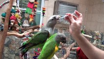 Parrots Taking Medication Together as a Flock