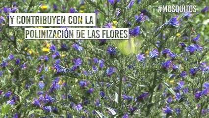 Si elimináramos todos los mosquitos del mundo, colapsaría la humanidad