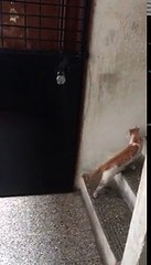 Un chat frappe à la porte