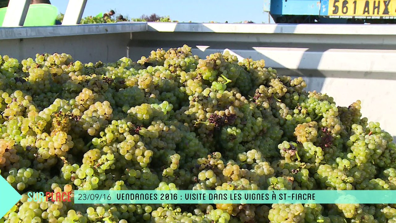 Sur Place aux vendanges (1/2) : dans les vignes à St-Fiacre
