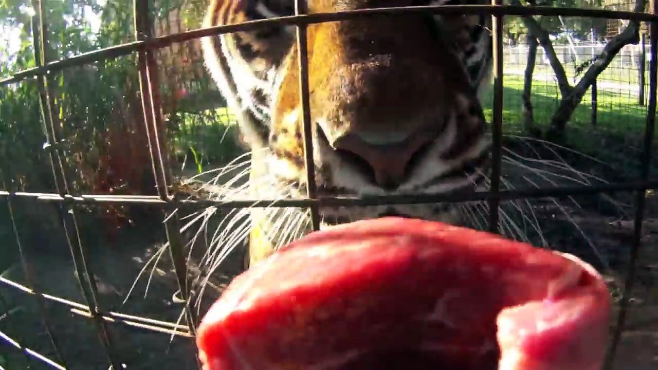 Tiger Surgery ll Big Cat Rescue