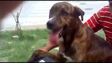 #EsDeFantasma - El perro fantasma butaquero