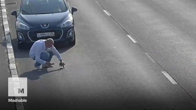 You will quietly freak out at video of tiny kitten defying death on busy highway